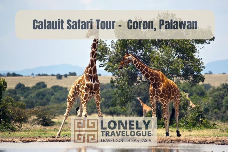 Calauit Safari Tour –  Coron, Palawan