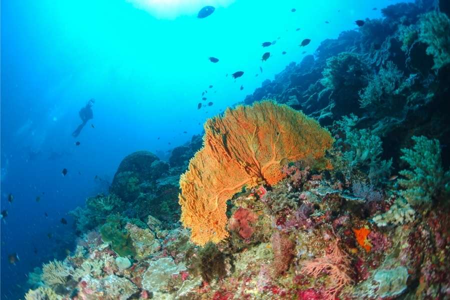 Tubbataha Reefs Natural Park